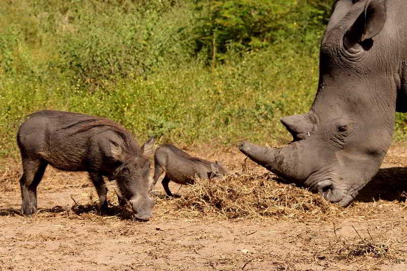 Fathala Wildlife Reserve Toubakouta Exterior photo