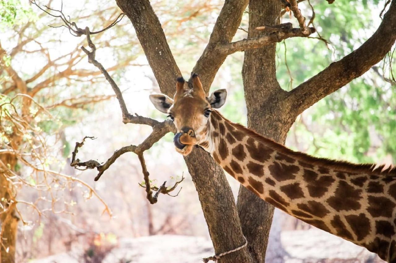 Fathala Wildlife Reserve Toubakouta Exterior photo